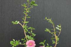 Jasmin