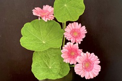 Jasmin