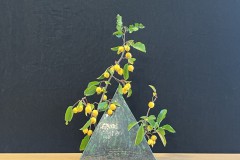 Jasmin