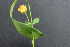 Ingeborg1