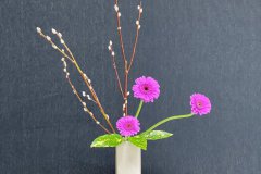Jasmin