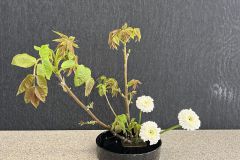Jasmin