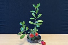 Rosemarie-V1