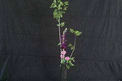 Jasmin