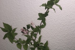 AnjaV2