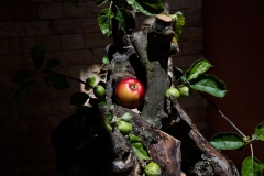 Thema Apfel